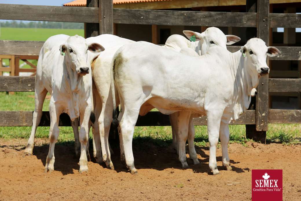 Grupo Semex Realiza Visitas A Clientes Da Regional Presidente Prudente ...